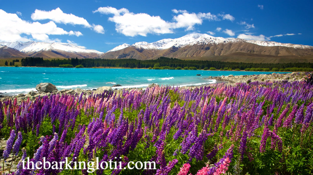 Danau Tekapo Selandia Baru